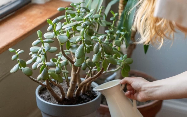 10 najlepszych aplikacji do podlewania roślin